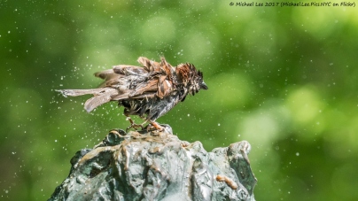 Sparrow at Bird Bath in Central Park